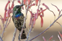 Cinnyris mariquensis